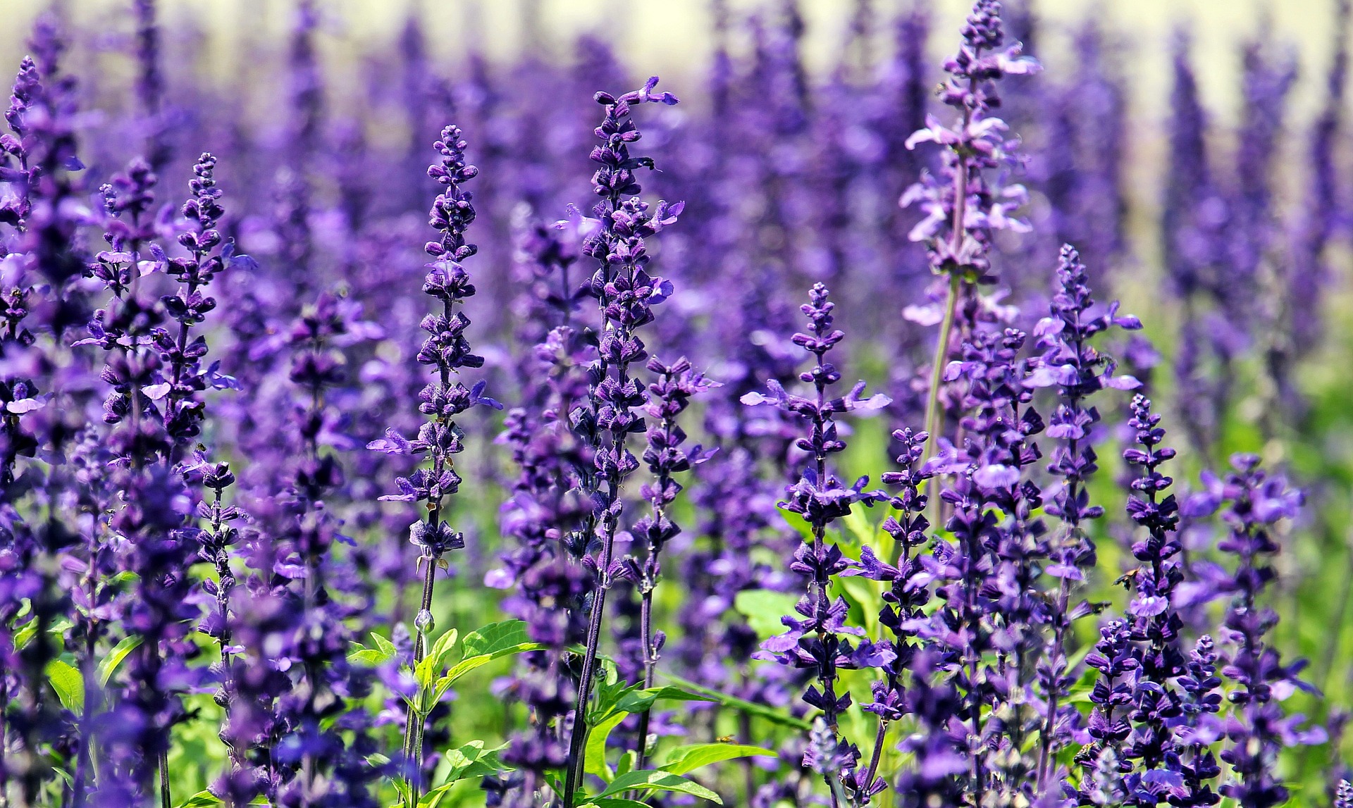 Lavendel (c) www.pixabay.com