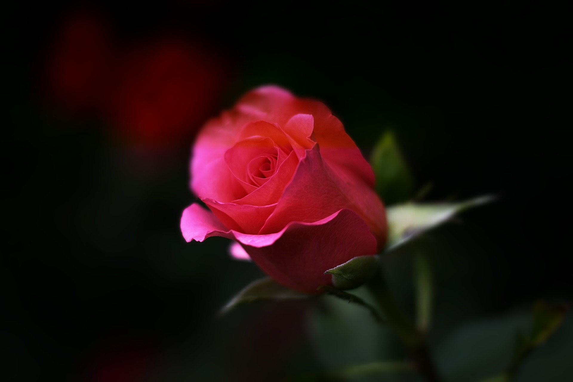 Rose (c) www.pixabay.com