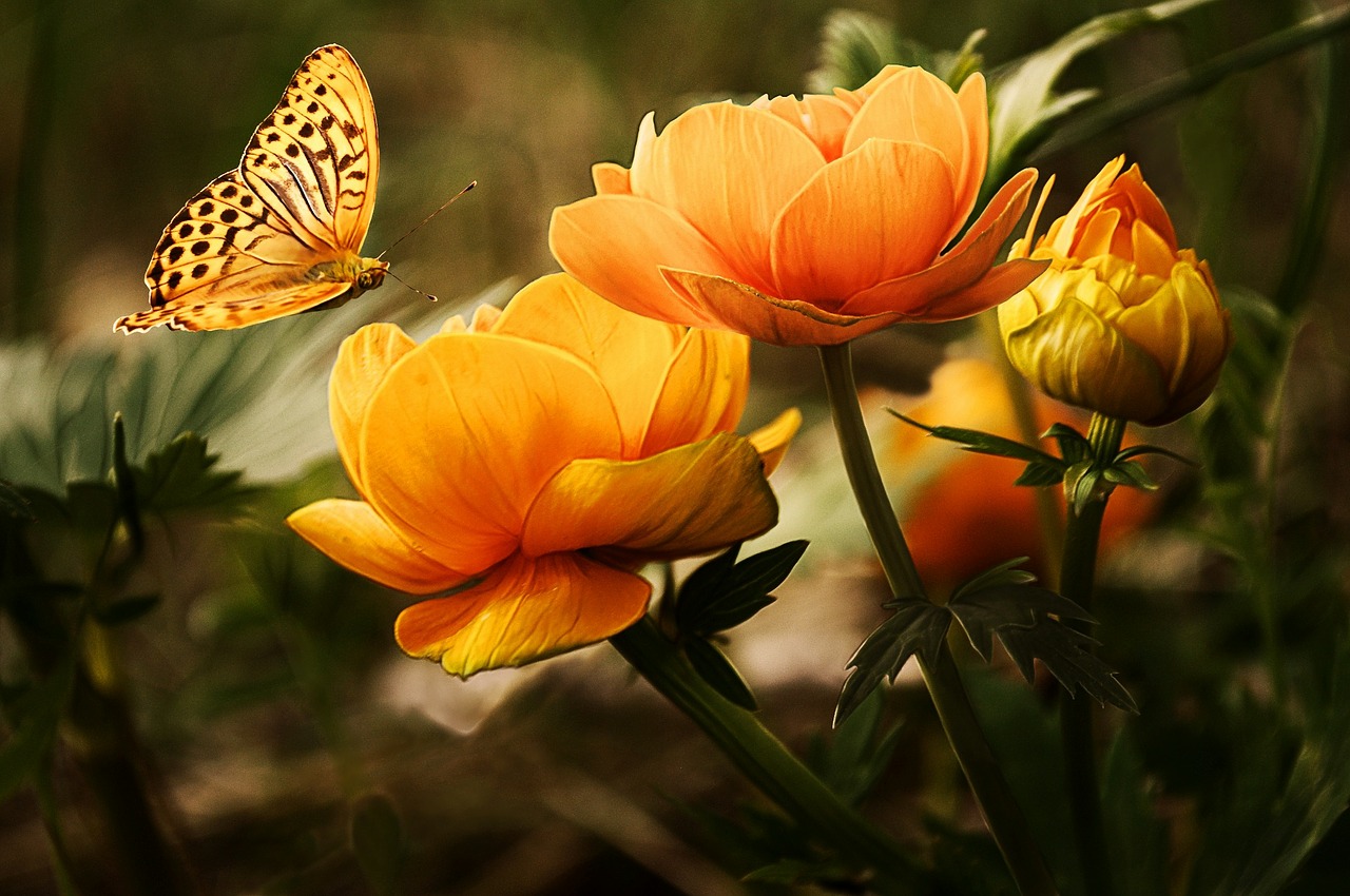 Schmetterling (c) www.pixabay.com