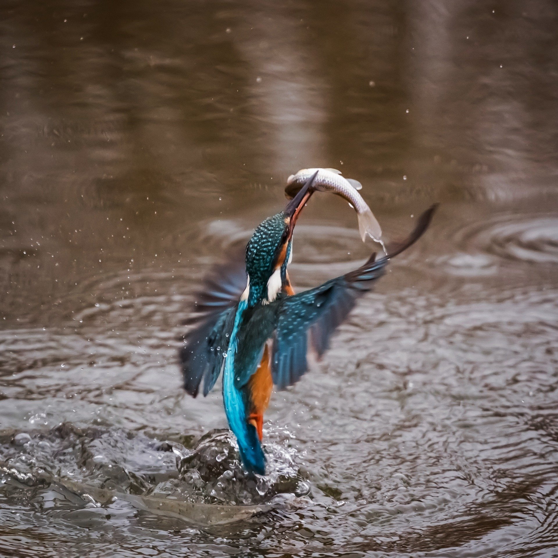 Eisvogel beim Fischfang (c) Bild von Robert Balog auf Pixabay