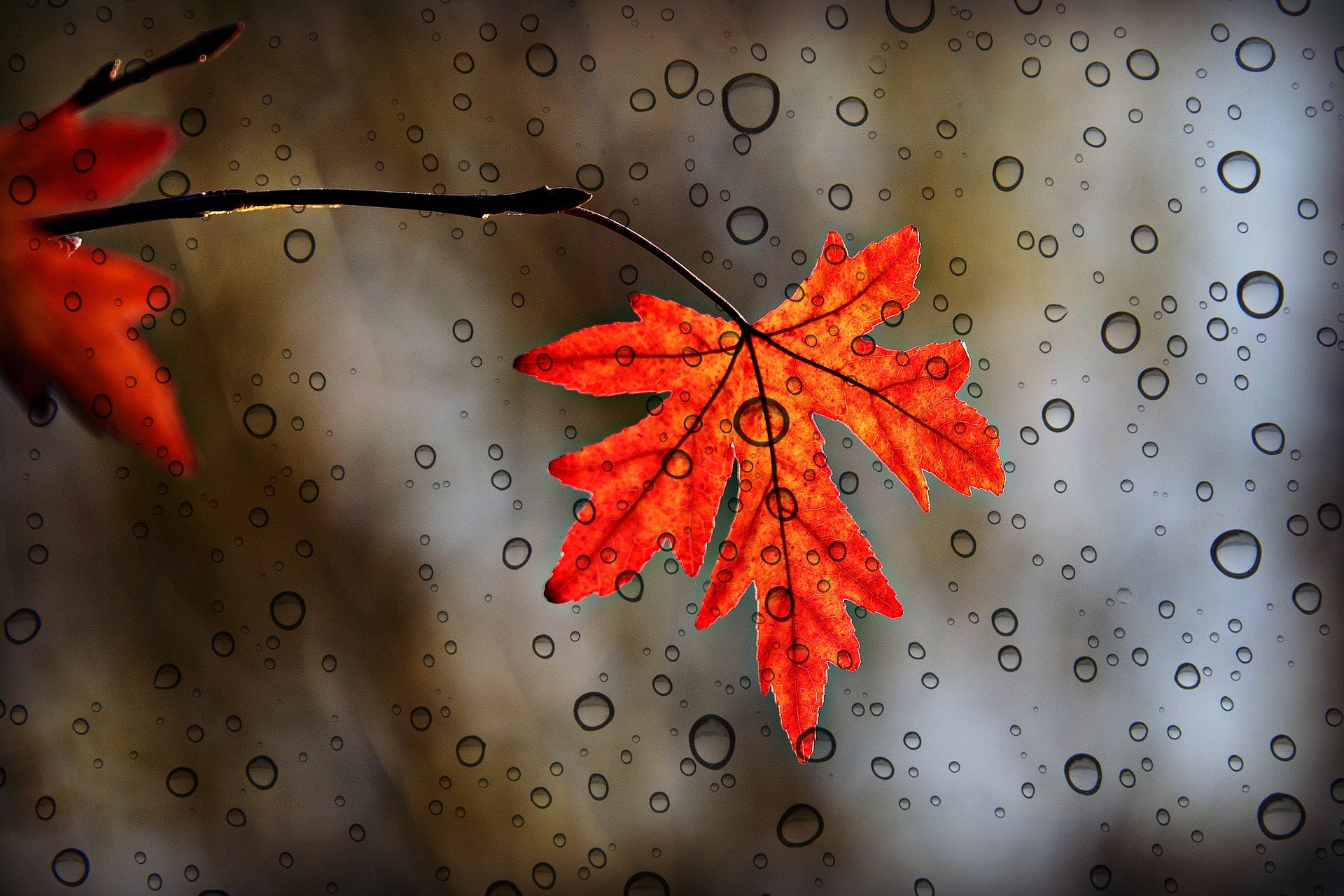 Herbstblatt (c) www.pixabay.com